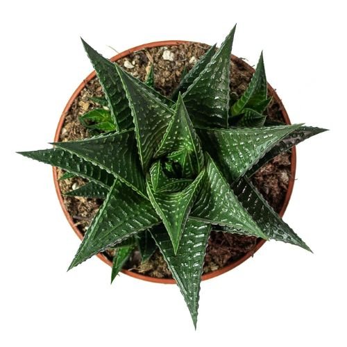 Haworthia 'Fairy Washboard' | Rare Textured Indoor Succulent