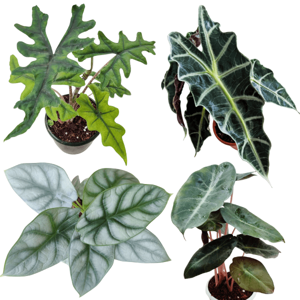 Exotic Alocasia Combo of 4 – Silver Dragon, Jacklyn, Sanderiana & Pink Dragon