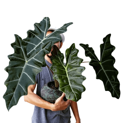 Alocasia Sanderiana – Kris Plant