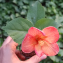 American Hibiscus