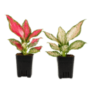 Aglaonema Angel Combo (White & Pink)