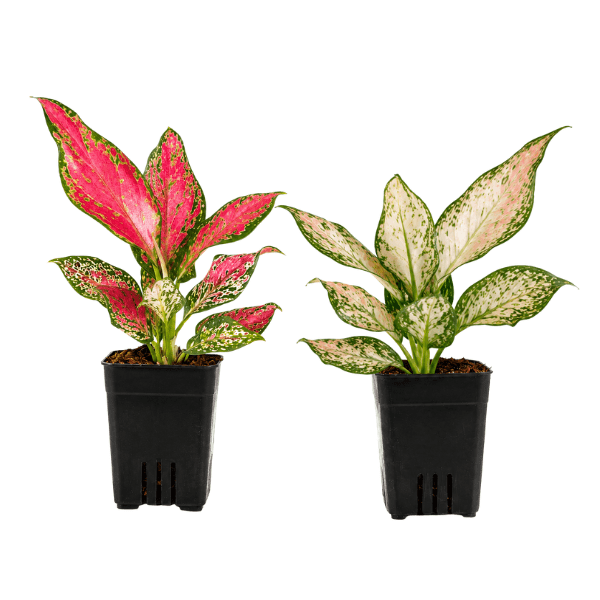 Aglaonema Angel Combo (White & Pink)