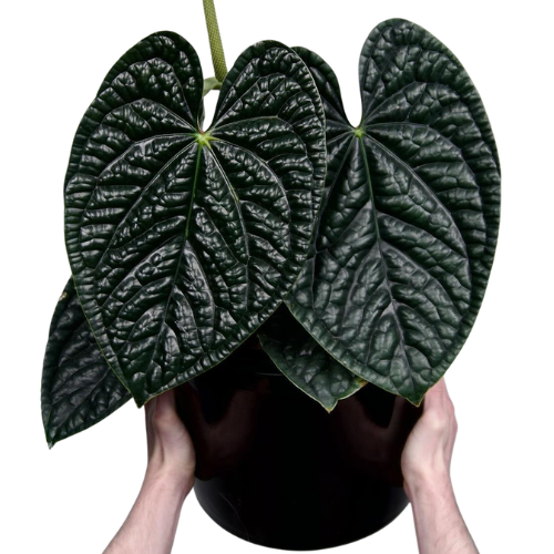 Anthurium Luxurians – Rare Quilted Foliage Anthurium