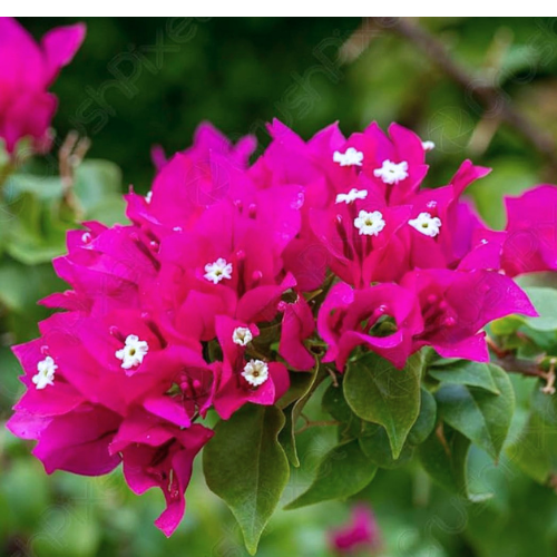 Bougainvillea Hybrid Pink Beauty Plant