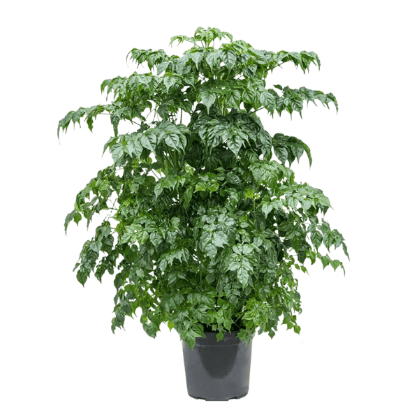 Radermachera Sinica (China Doll) – Indoor Foliage Plant