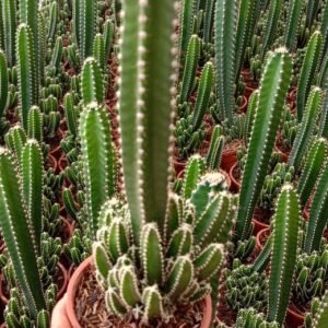 Fairy Castle Cactus Plant | Premium Rare Indoor Cactus