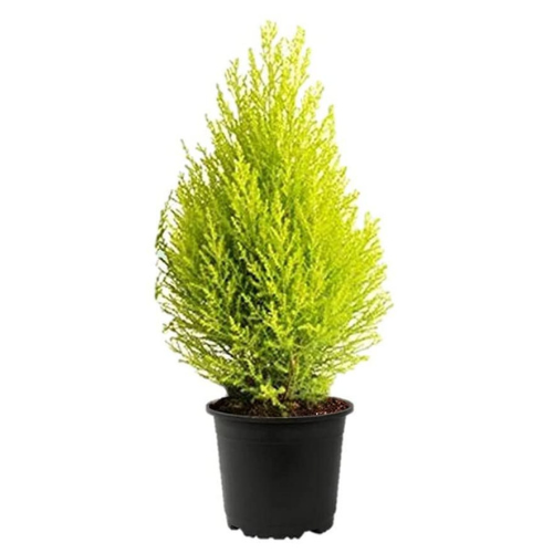 Golden Cypress Plant
