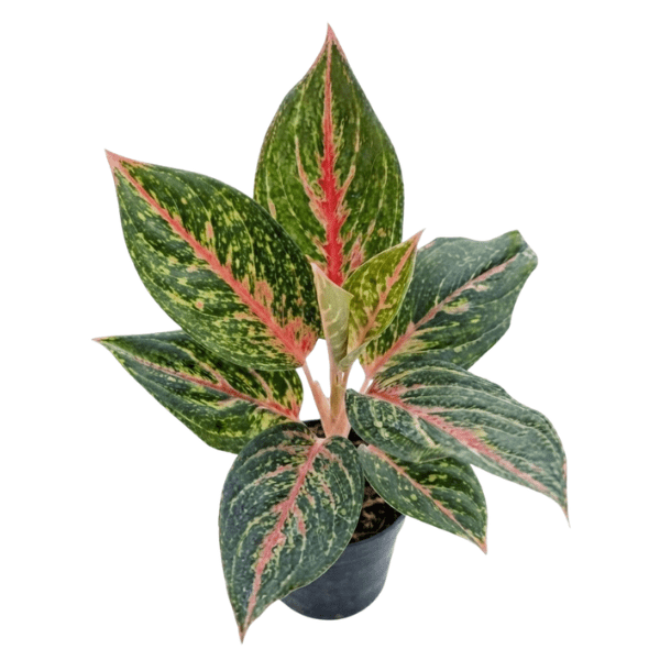 Aglaonema Legacy Green | Premium Indoor Foliage Plant