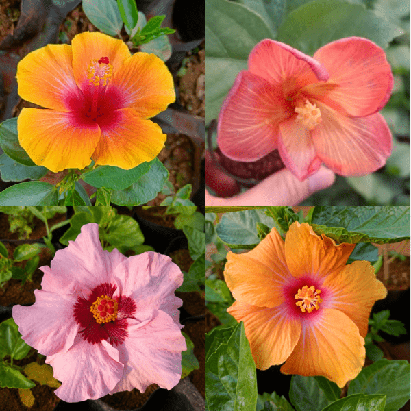 Combo of 4 Hybrid American Hibiscus Plants – Playboy, Wonder Woman, Social Butterfly & Gossip Queen