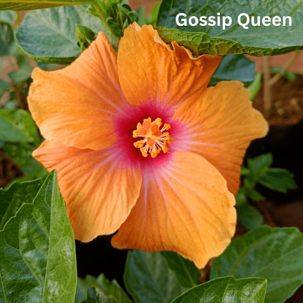 Combo of 4 Hybrid American Hibiscus Plants – Playboy, Wonder Woman, Social Butterfly & Gossip Queen - Image 3