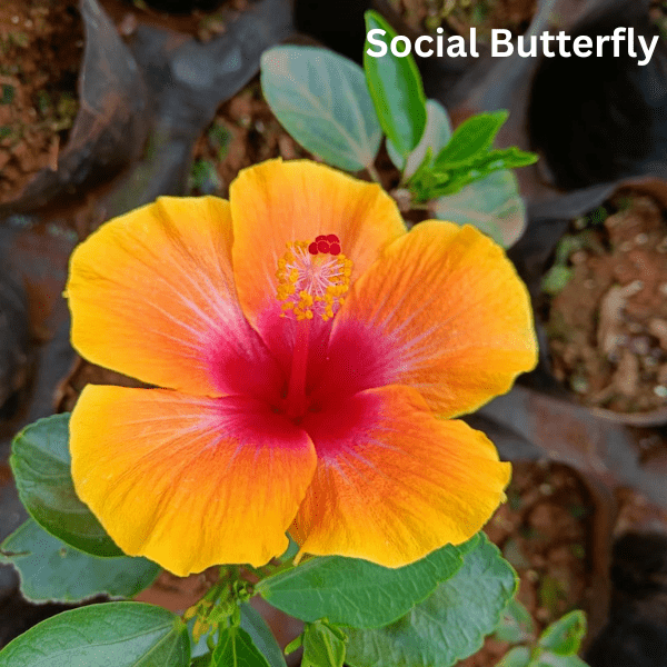Combo of 4 Hybrid American Hibiscus Plants – Playboy, Wonder Woman, Social Butterfly & Gossip Queen - Image 5