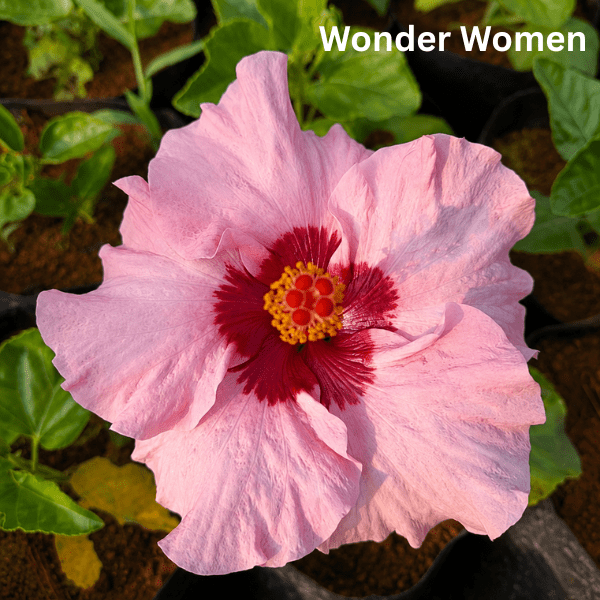 Combo of 4 Hybrid American Hibiscus Plants – Playboy, Wonder Woman, Social Butterfly & Gossip Queen - Image 2