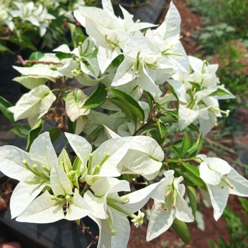 Bougainvillea Hybrid White Flowering Plant