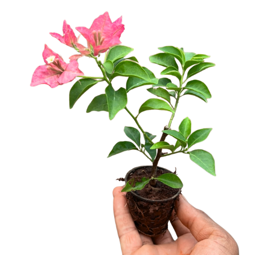 Bougainvillea ‘Kayata India’ – Exotic Flowering Plant - Image 2