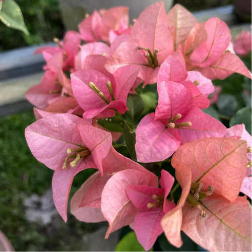 Bougainvillea ‘Kayata India’ – Exotic Flowering Plant