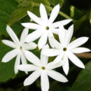 Downy Jasmine (Kunda) – Fragrant Flowering Plant