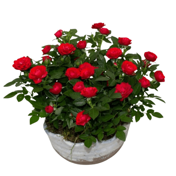 Miniature Button Rose Plant