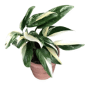 Monstera Standleyana Albo Variegata | Premium Rare Indoor Plant