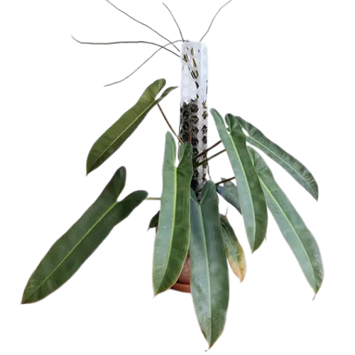 Philodendron Atabapoense Plant | Rare Indoor Foliage Plant