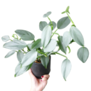 Philodendron Hastatum Silver Sword – Rare Silver Blue Climbing Plant