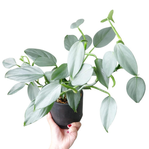 Philodendron Hastatum Silver Sword – Rare Silver Blue Climbing Plant