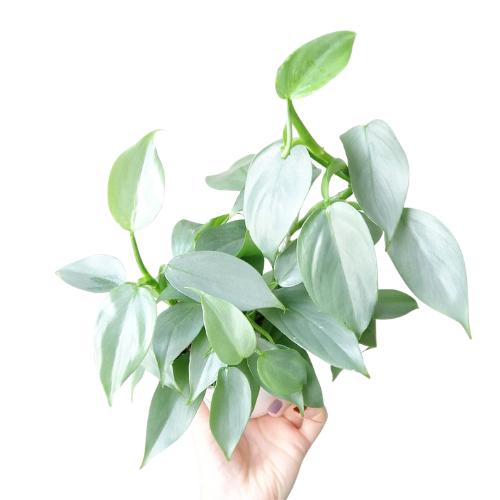 Philodendron Hastatum Silver Sword – Rare Silver Blue Climbing Plant - Image 2