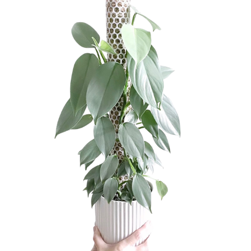 Philodendron Hastatum Silver Sword – Rare Silver Blue Climbing Plant - Image 3