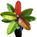 Philodendron Prince of Orange