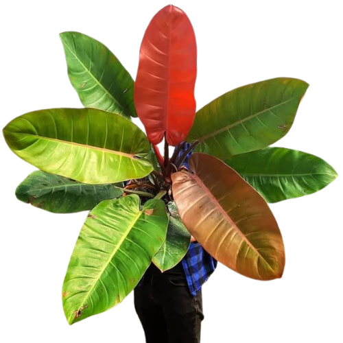 Philodendron Prince of Orange