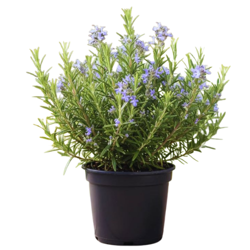 Rosemary Plant – Aromatic Culinary Herb