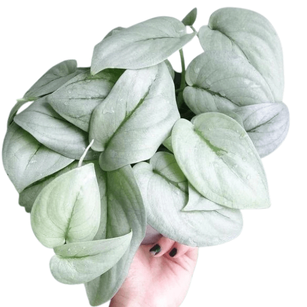 Scindapsus Platinum Java Plant - Rare Silver Foliage