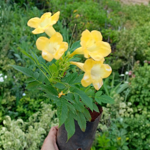 Drop Tecoma Yellow – Golden Bell Flowering Plant - Image 2