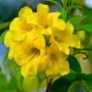 Drop Tecoma Yellow – Golden Bell Flowering Plant