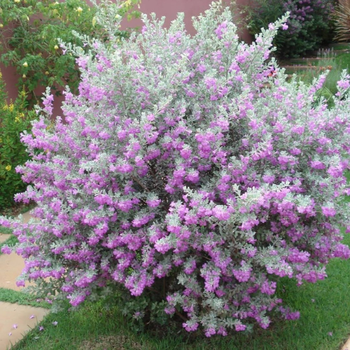 Texas Sage Plant – Leucophyllum Frutescens (Nikodia)