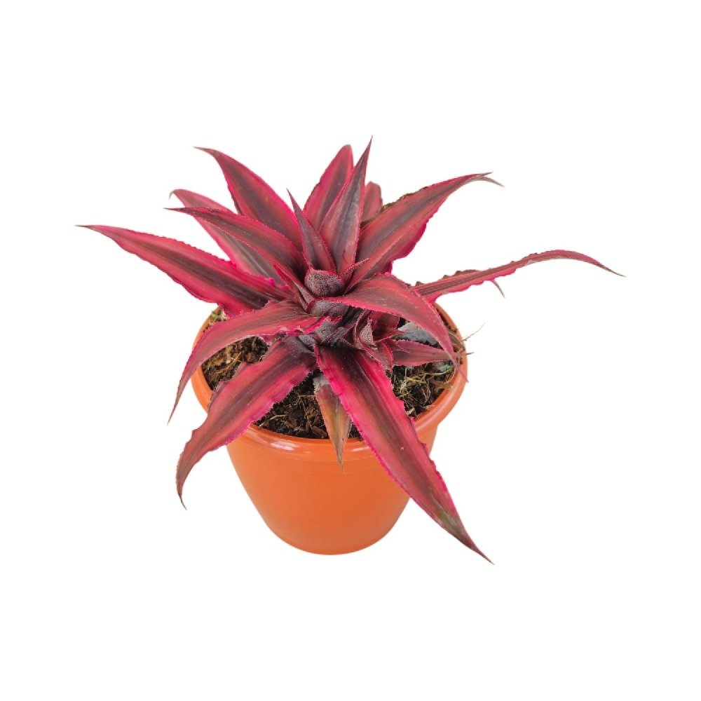 Cryptanthus Bivittatus Ruby Plant - Image 3