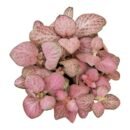 Fittonia albivenis 'Dark Pink' – Vibrant Pink Nerve Plant