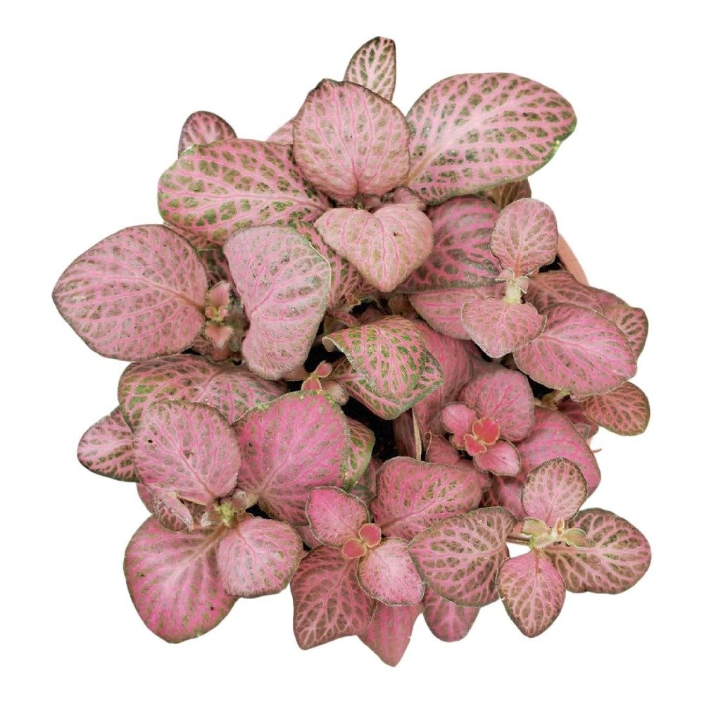 Fittonia albivenis 'Dark Pink' – Vibrant Pink Nerve Plant