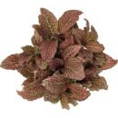 Fittonia albivenis 'Krinkle Red' | Premium Red Nerve Plant