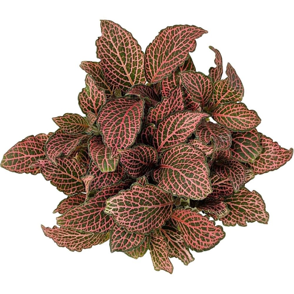Fittonia albivenis 'Krinkle Red' | Premium Red Nerve Plant
