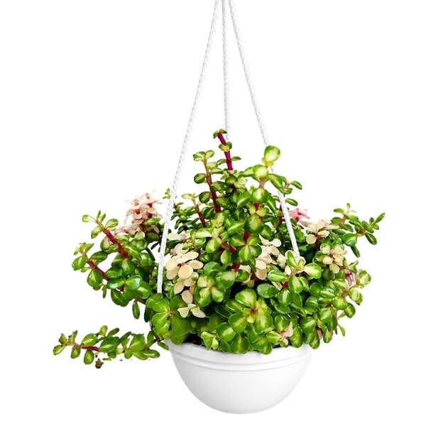 Portulacaria Affra Mini Jade 'Dollar Queen' Tricolor- Hanging