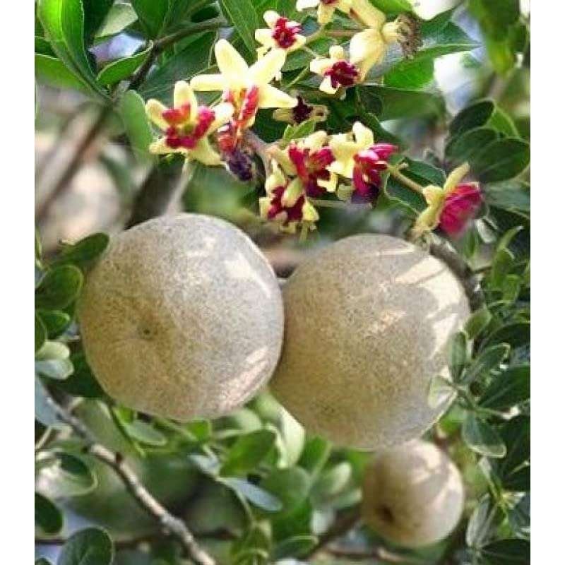 Bel fruit  (Bilva Patra) Plant