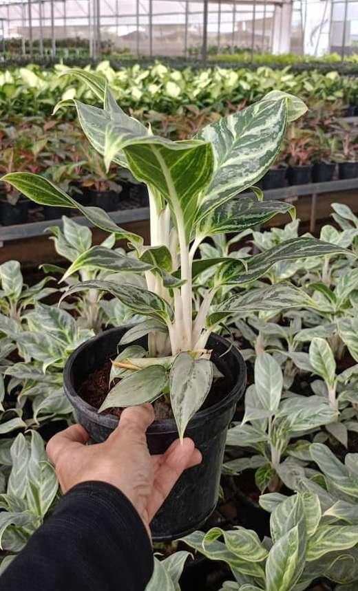 Aglaonema Prayoon - Image 3