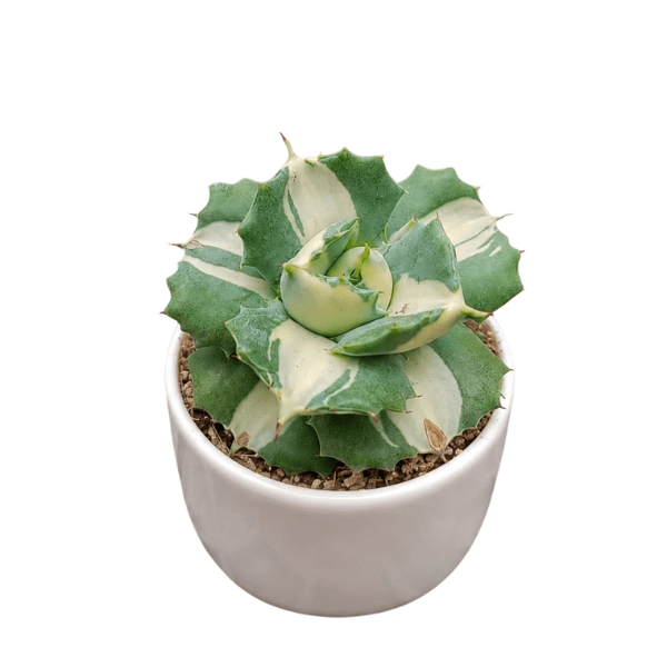 Agave Potatorum Verigated