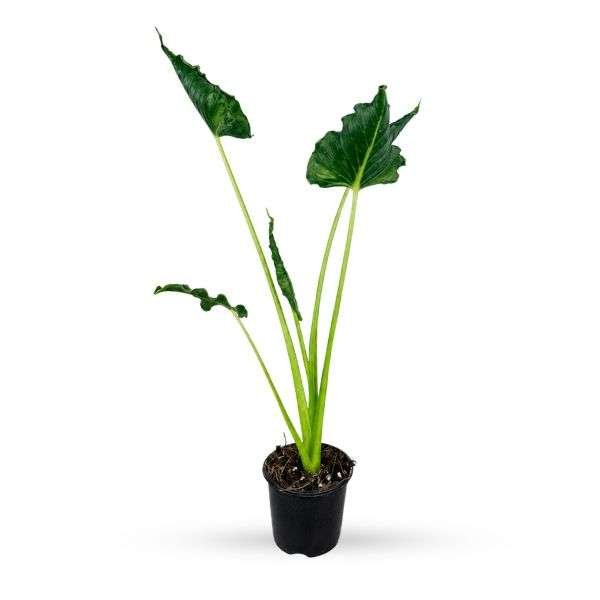 Alocasia Triangularis – Rare Tropical Indoor Plant
