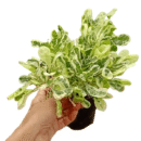 Alternanthera Ficoidea Snowball |White Carpet Plant