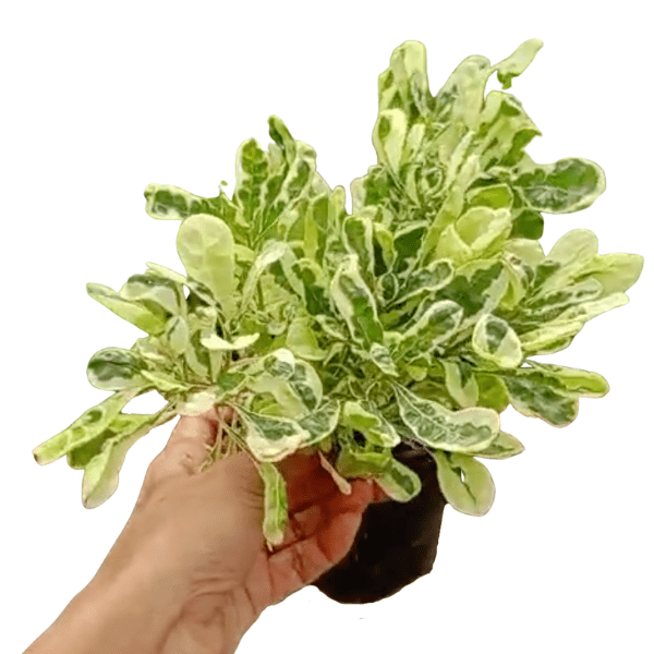 Alternanthera Ficoidea Snowball |White Carpet Plant