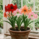 Amaryllis Lily Assorted (Hippeastrum Mixed Colours)