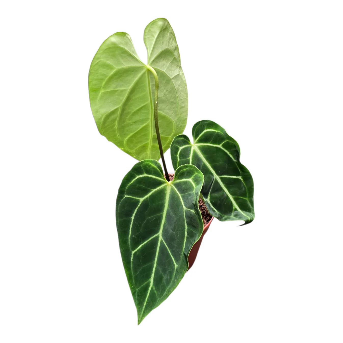 Anthurium Magnificum