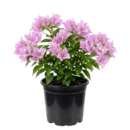 Bougainvillea "Lavender" Plant