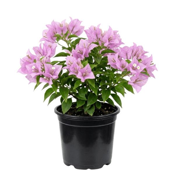 Bougainvillea "Lavender" Plant